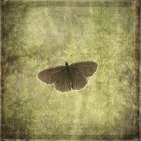 Buy canvas prints of Ringlet Butterfly by LIZ Alderdice