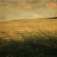 Buy canvas prints of The Shire by LIZ Alderdice