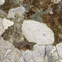 Buy canvas prints of  Crustose Lichen by LIZ Alderdice