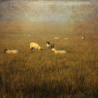 Buy canvas prints of  Pastoral by LIZ Alderdice