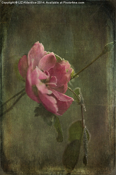  Vintage Winter Rose Picture Board by LIZ Alderdice