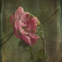 Buy canvas prints of  Vintage Winter Rose by LIZ Alderdice