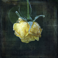 Buy canvas prints of  Yellow Winter Rose by LIZ Alderdice