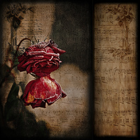 Buy canvas prints of  Winter Roses by LIZ Alderdice