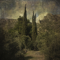 Buy canvas prints of Cypress Trees and Olive Groves  by LIZ Alderdice