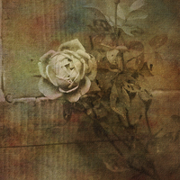 Buy canvas prints of  Vintage Rose by LIZ Alderdice