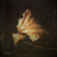 Buy canvas prints of  Beech Leaves (II) by LIZ Alderdice