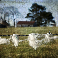 Buy canvas prints of  Fleece on the Wire by LIZ Alderdice