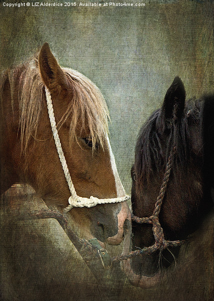 Appleby Fair Horses Picture Board by LIZ Alderdice