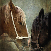 Buy canvas prints of  Appleby Fair Horses by LIZ Alderdice