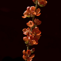 Buy canvas prints of  Red Flowering Quince by LIZ Alderdice
