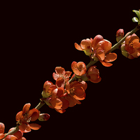 Buy canvas prints of Red Flowering  Quince by LIZ Alderdice