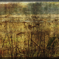 Buy canvas prints of  The River View by LIZ Alderdice