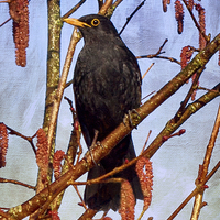 Buy canvas prints of Goodbye Blackbird Goodbye  by LIZ Alderdice