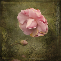 Buy canvas prints of Camellia Bloom  by LIZ Alderdice