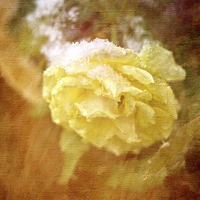 Buy canvas prints of  Yellow Snow Rose by LIZ Alderdice