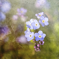 Buy canvas prints of  Forget Me Not As Time Goes By by LIZ Alderdice
