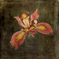 Buy canvas prints of  Iris - Desert Song by LIZ Alderdice
