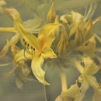 Buy canvas prints of A Dance of Flowers  by LIZ Alderdice