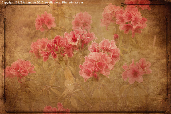  Vintage Flora Picture Board by LIZ Alderdice