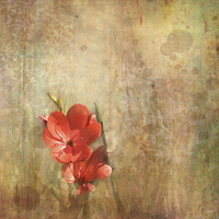 Buy canvas prints of  The River Lily by LIZ Alderdice
