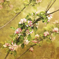 Buy canvas prints of Delicate Beauty in Full Bloom by LIZ Alderdice