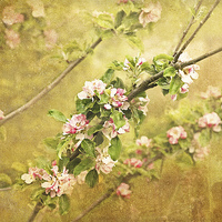 Buy canvas prints of Golden Arch of Apple Blossom by LIZ Alderdice