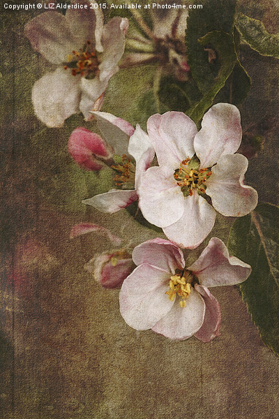 Blossoming Apple Orchard Picture Board by LIZ Alderdice