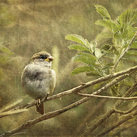 Buy canvas prints of  Young Sparrow by LIZ Alderdice