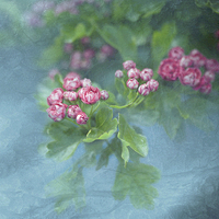 Buy canvas prints of  Hawthorn Flowers by LIZ Alderdice