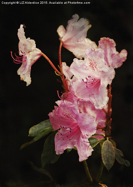  Rhododendron Picture Board by LIZ Alderdice