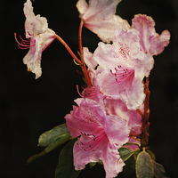 Buy canvas prints of  Rhododendron by LIZ Alderdice