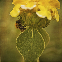 Buy canvas prints of  The Bee by LIZ Alderdice