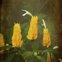 Buy canvas prints of  Golden Shrimp Plant by LIZ Alderdice