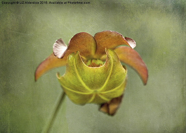  Pitcher Plant Flower Picture Board by LIZ Alderdice