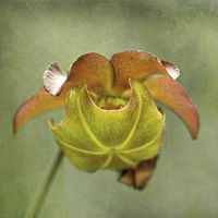 Buy canvas prints of  Pitcher Plant Flower by LIZ Alderdice