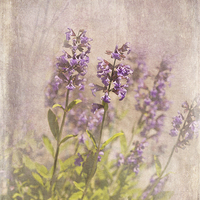 Buy canvas prints of  Sage in Flower by LIZ Alderdice
