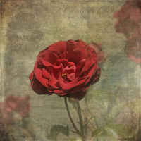 Buy canvas prints of  Red Rose for Love by LIZ Alderdice