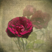 Buy canvas prints of  Red Velvet Rose by LIZ Alderdice