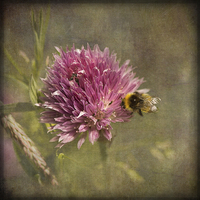 Buy canvas prints of  Little Bee by LIZ Alderdice