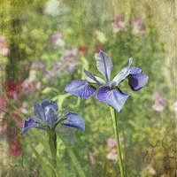 Buy canvas prints of  Cottage Garden Blues by LIZ Alderdice