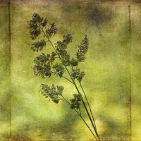 Buy canvas prints of  Flowering Grass by LIZ Alderdice
