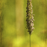 Buy canvas prints of  Grass Flower (2) by LIZ Alderdice