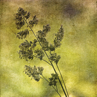 Buy canvas prints of  Grass Flower (3) by LIZ Alderdice
