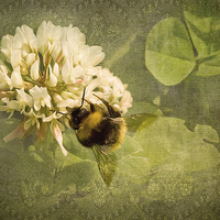 Buy canvas prints of  White Clover Bee by LIZ Alderdice