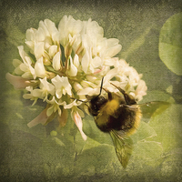 Buy canvas prints of  Bee on White Clover by LIZ Alderdice