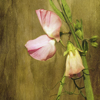 Buy canvas prints of  Pink Sweet Pea by LIZ Alderdice