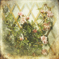 Buy canvas prints of  Rambling Rose by LIZ Alderdice