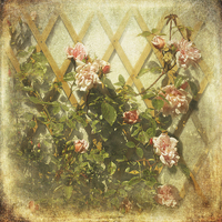 Buy canvas prints of  Rambling Rose (Sepia) by LIZ Alderdice