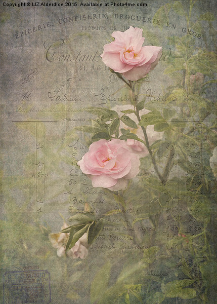  Vintage Rose Poster Picture Board by LIZ Alderdice